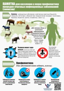Профилактика заболевания сибирской язвы